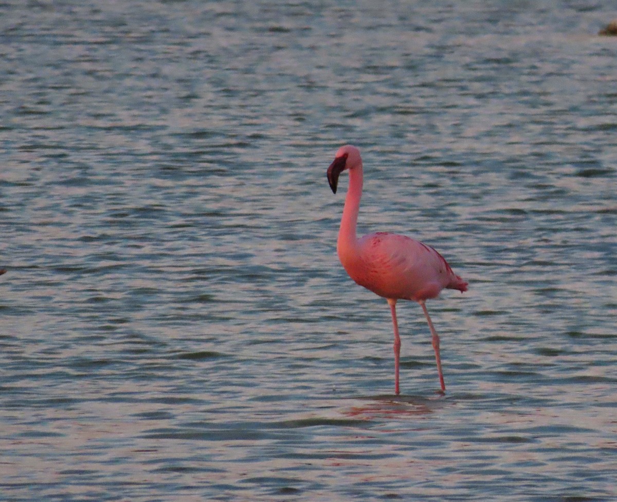 Lesser Flamingo - ML535355391
