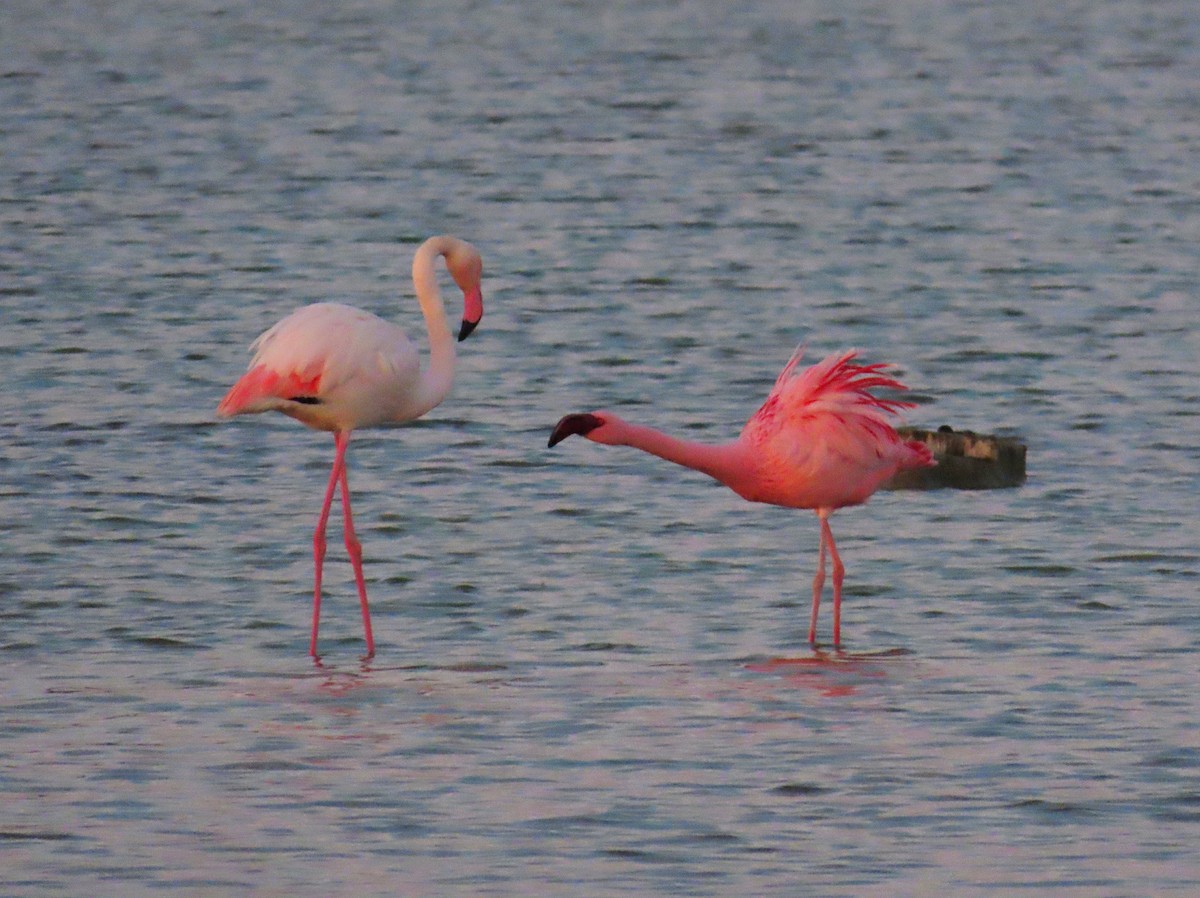 Lesser Flamingo - ML535355451