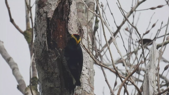 Yellow-tufted Woodpecker - ML535355571