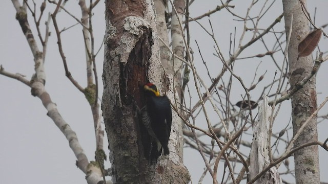 Yellow-tufted Woodpecker - ML535355581