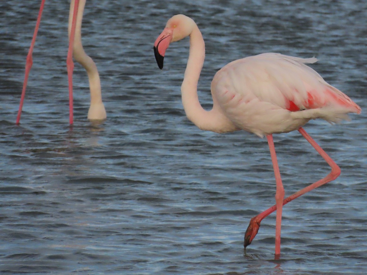 Greater Flamingo - ML535355601