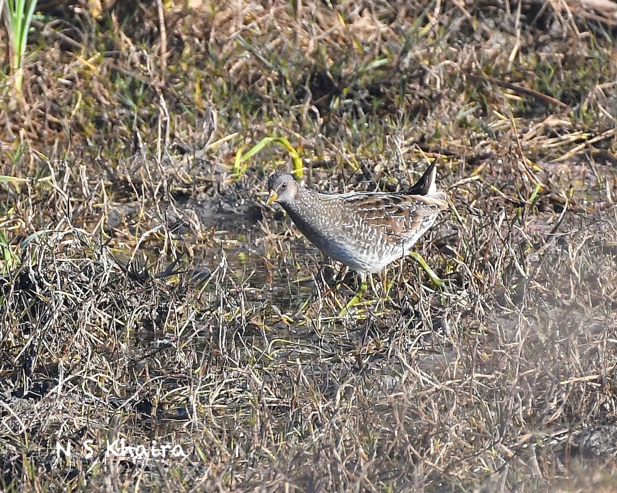 Spotted Crake - ML535356681