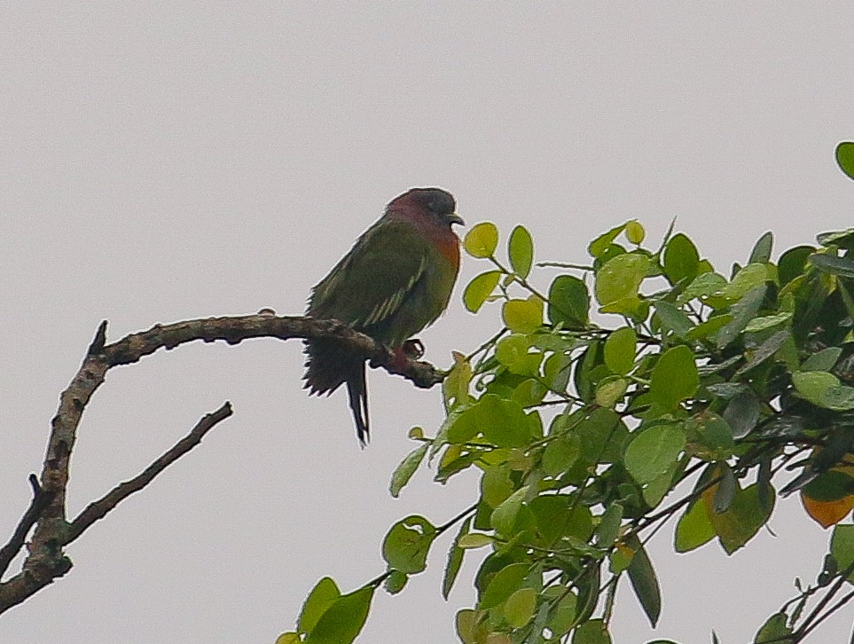 Pink-necked Green-Pigeon - ML535358551