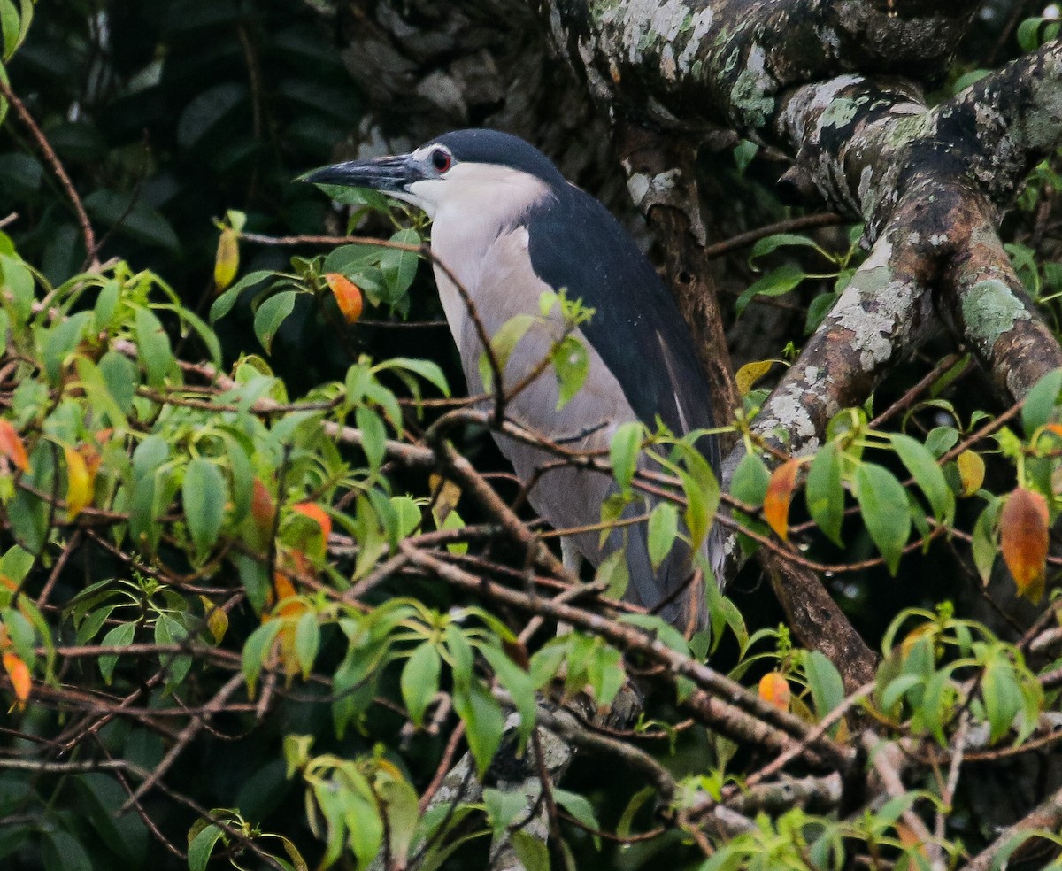 Black-crowned Night Heron - Neoh Hor Kee