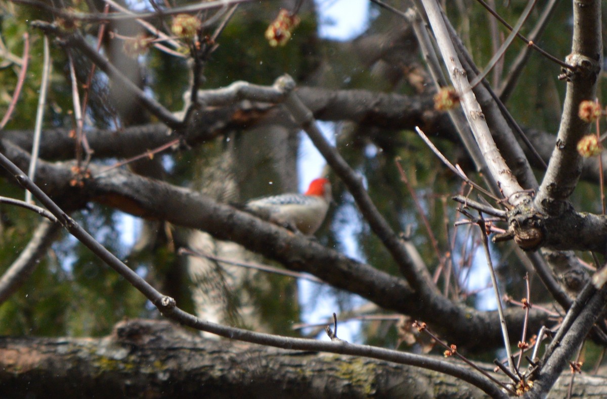 Red-bellied Woodpecker - Rachel Sivanathan