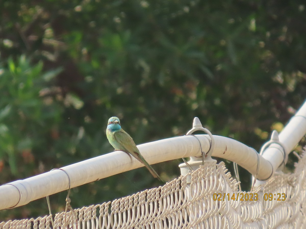 Arabian Green Bee-eater - ML535362901