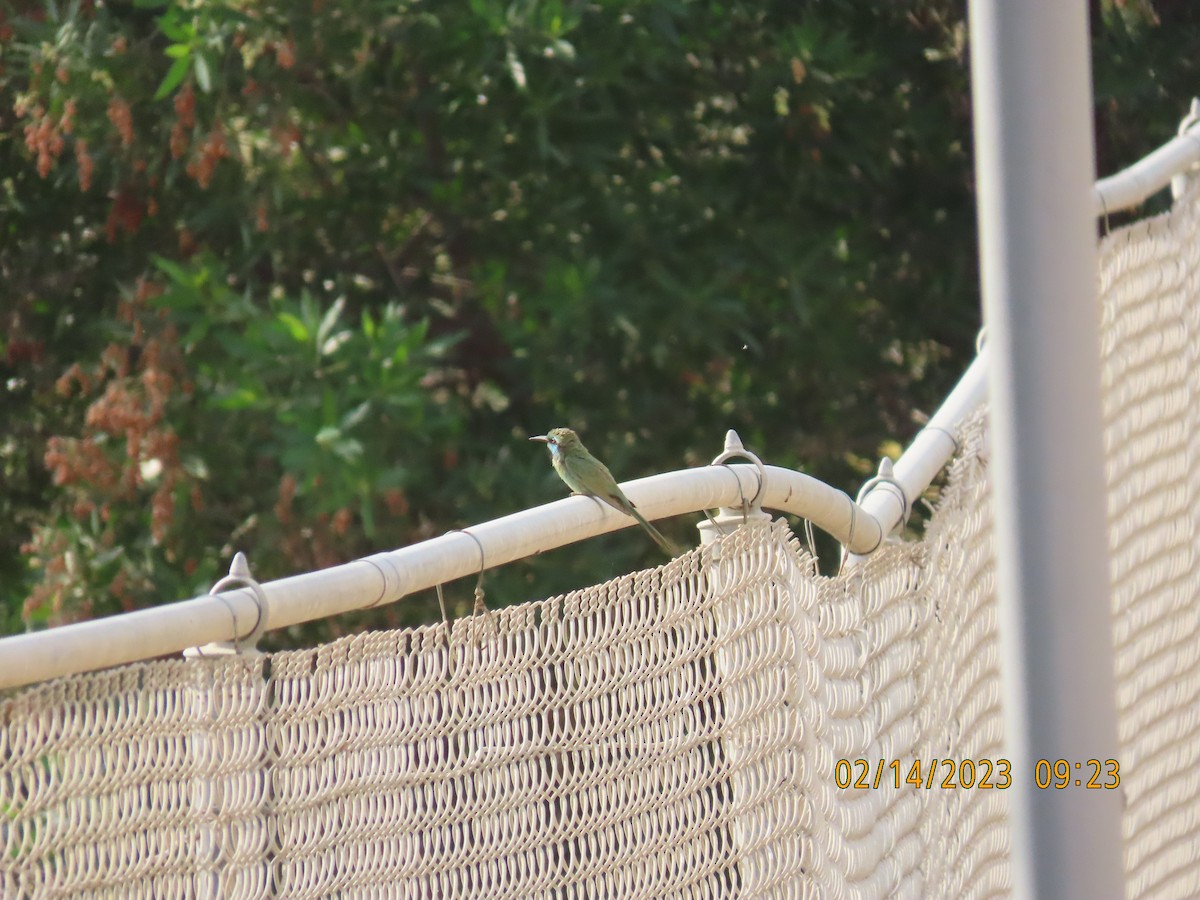 Arabian Green Bee-eater - ML535362911