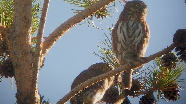 Northern Pygmy-Owl - ML535366791