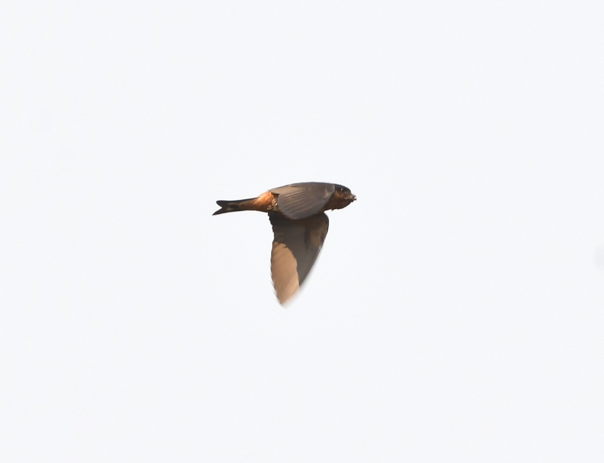 Red-throated Swallow - ML535371021