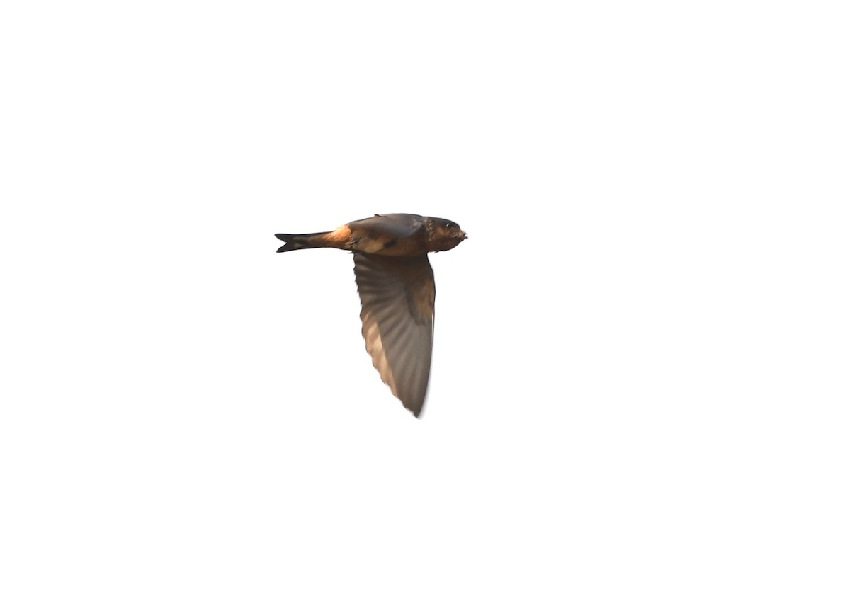 Red-throated Swallow - ML535371061