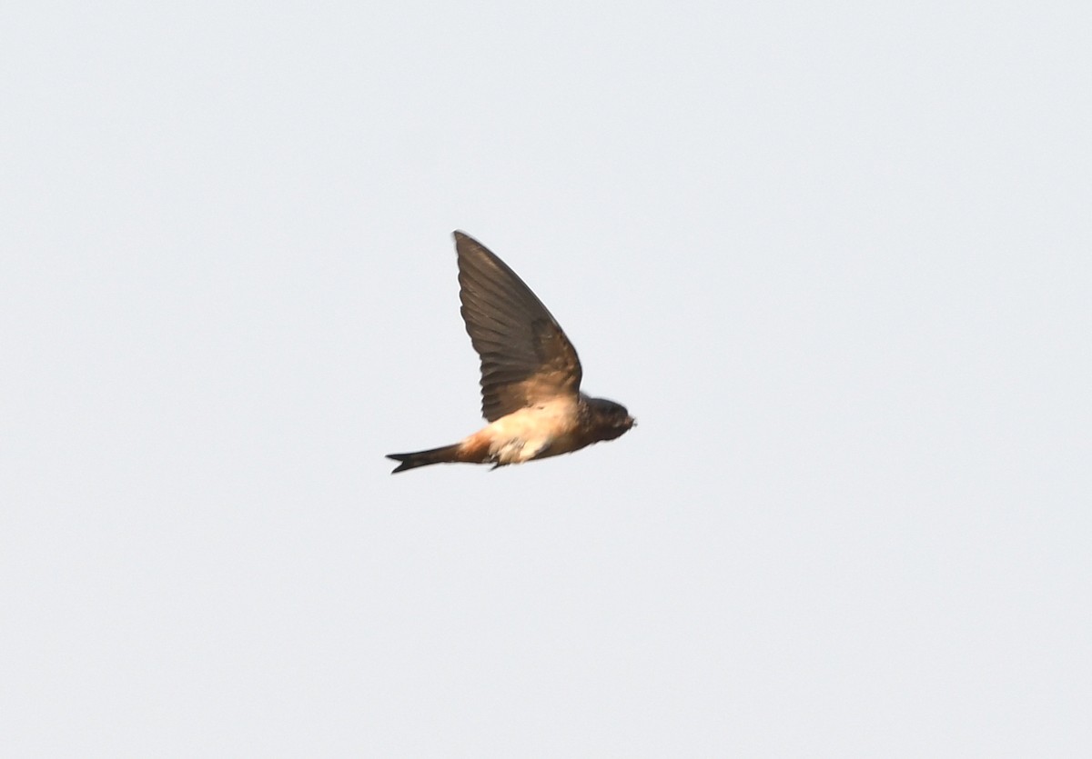 Red-throated Swallow - ML535371071