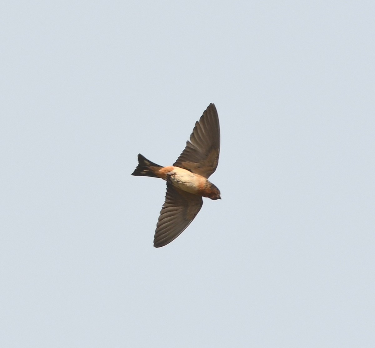 Red-throated Swallow - ML535371111