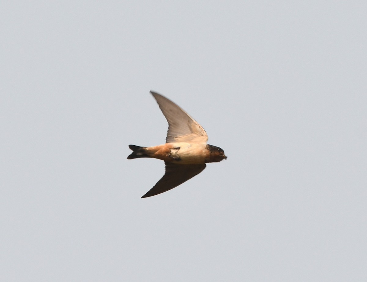 Red-throated Swallow - ML535371151