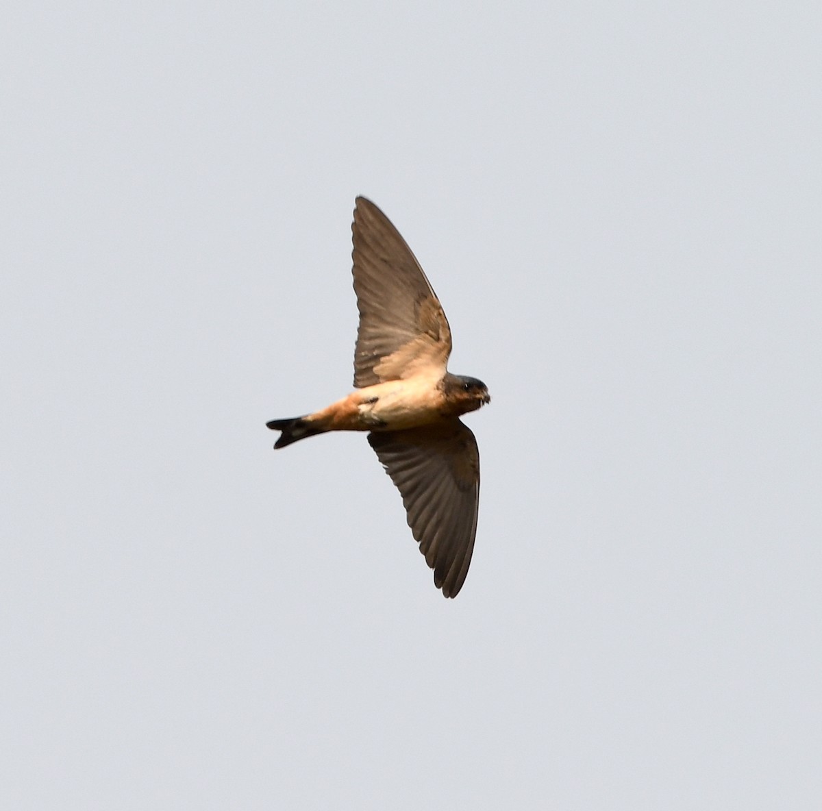 Red-throated Swallow - ML535371201