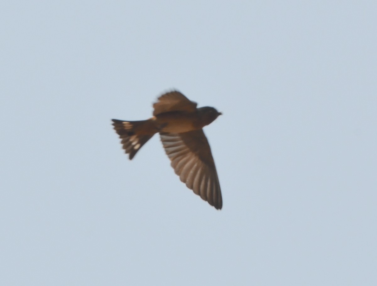 Red-throated Swallow - ML535371261