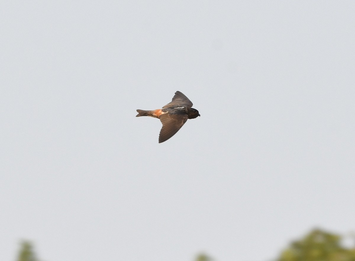 Red-throated Swallow - ML535371341