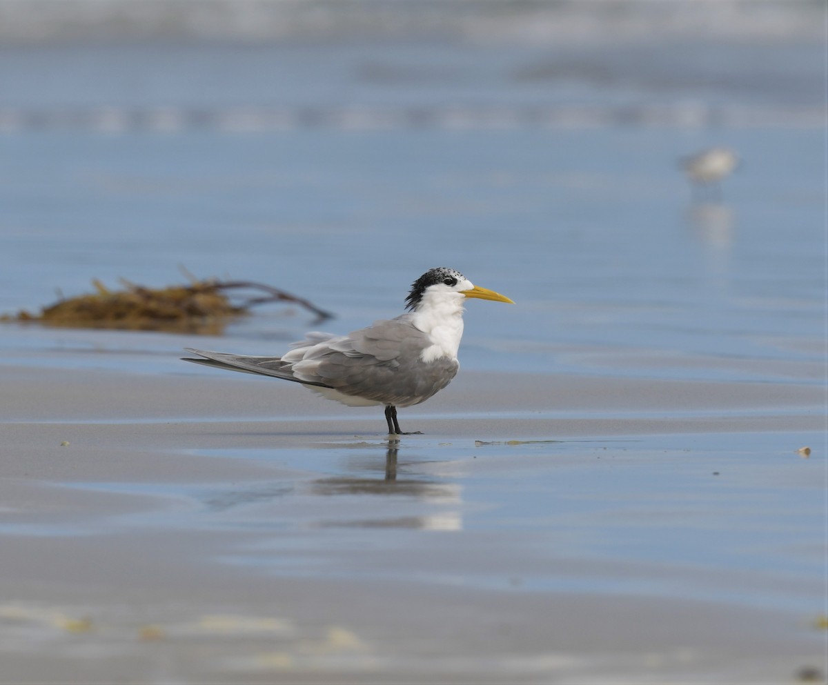 Great Crested Tern - ML535372771