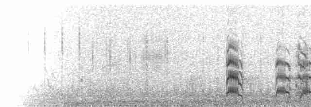  - Snowy-crowned Tern