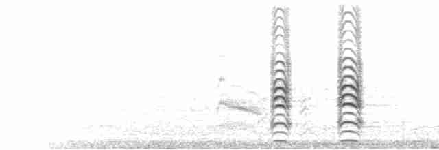  - Black Skimmer (niger)