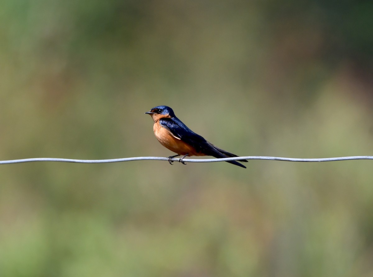 Black-and-rufous Swallow - ML535379261
