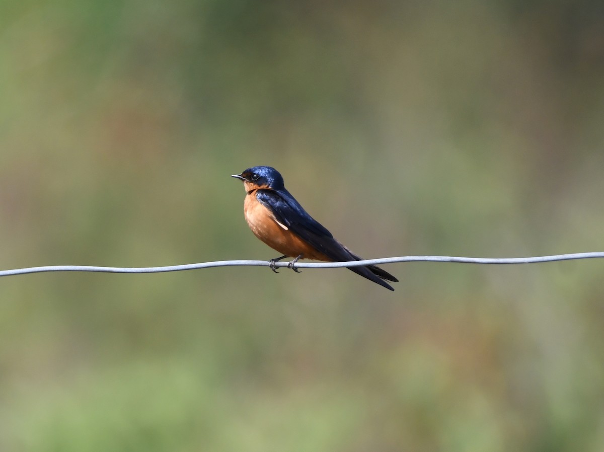 Black-and-rufous Swallow - ML535379411