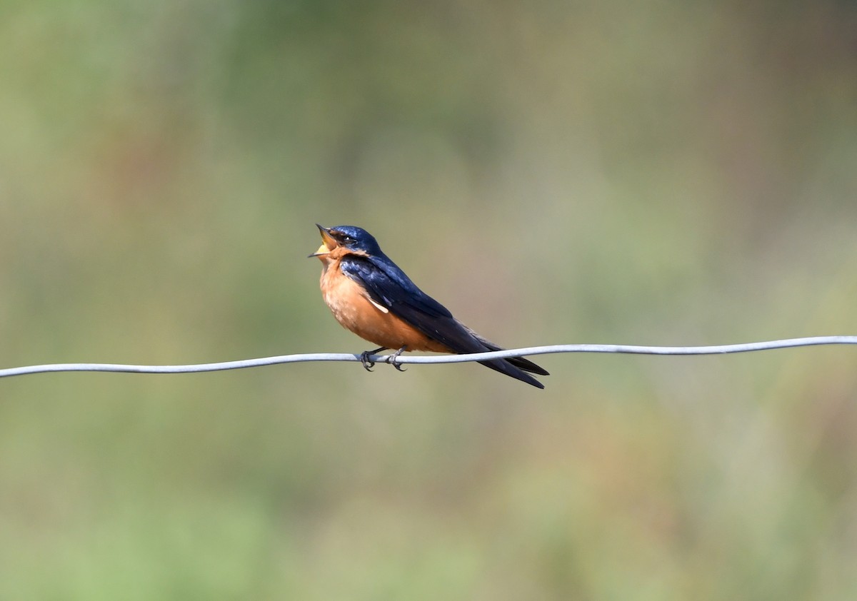 Black-and-rufous Swallow - ML535379441