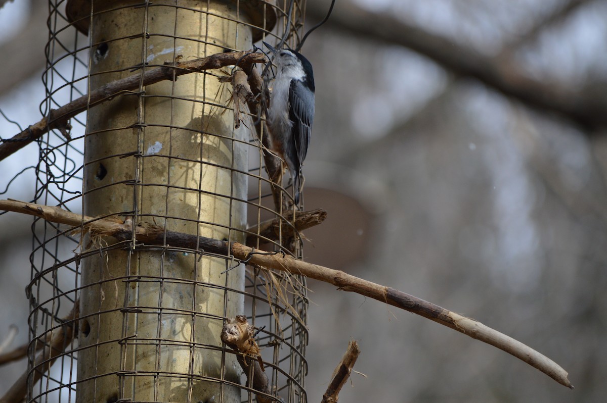 White-breasted Nuthatch - ML53537951