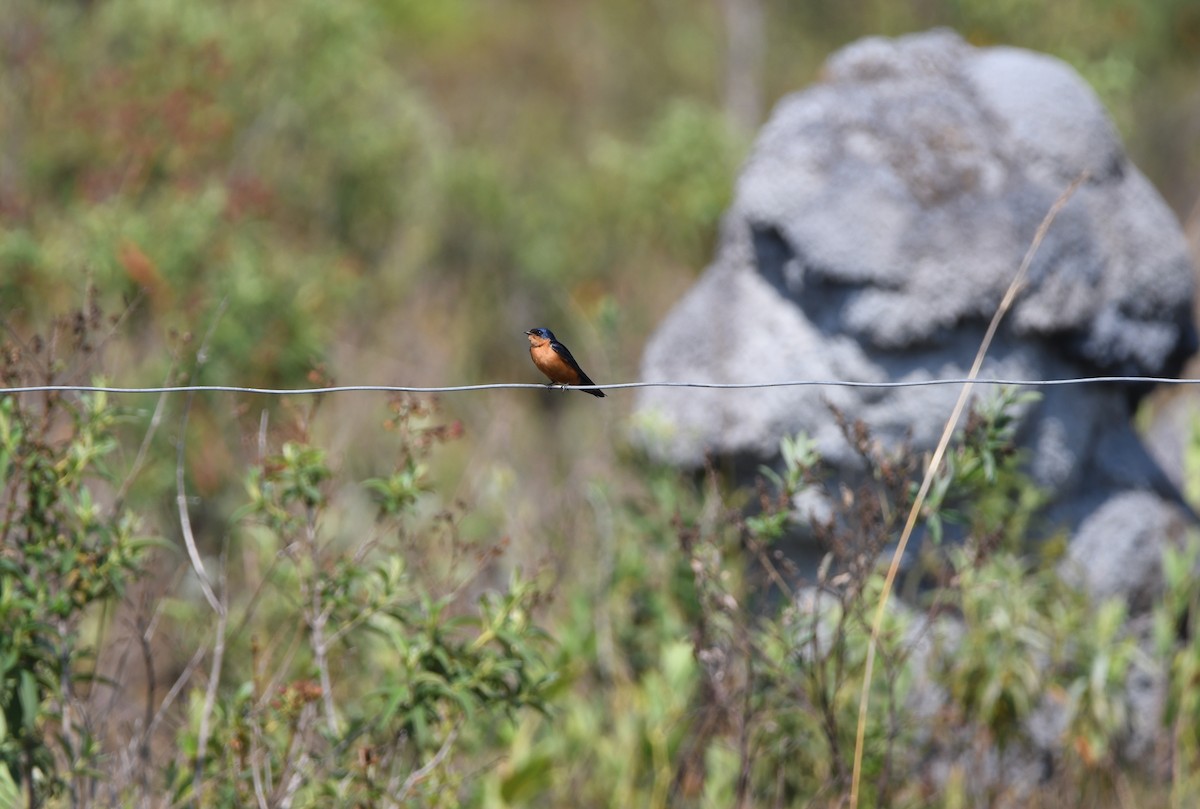 Black-and-rufous Swallow - ML535379601