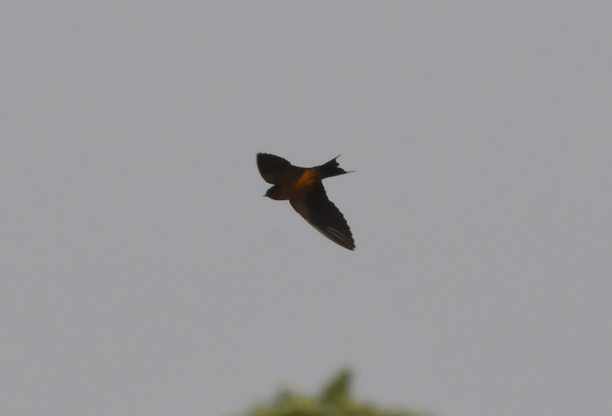 Black-and-rufous Swallow - ML535379721