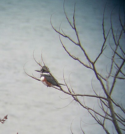 Belted Kingfisher - ML53538211
