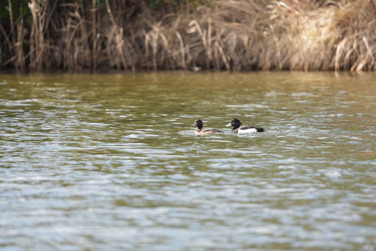 Tufted Duck - ML535382291