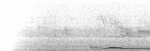  - Pale-vented Pigeon