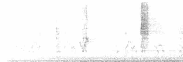 Perruche ondulée - ML535388001