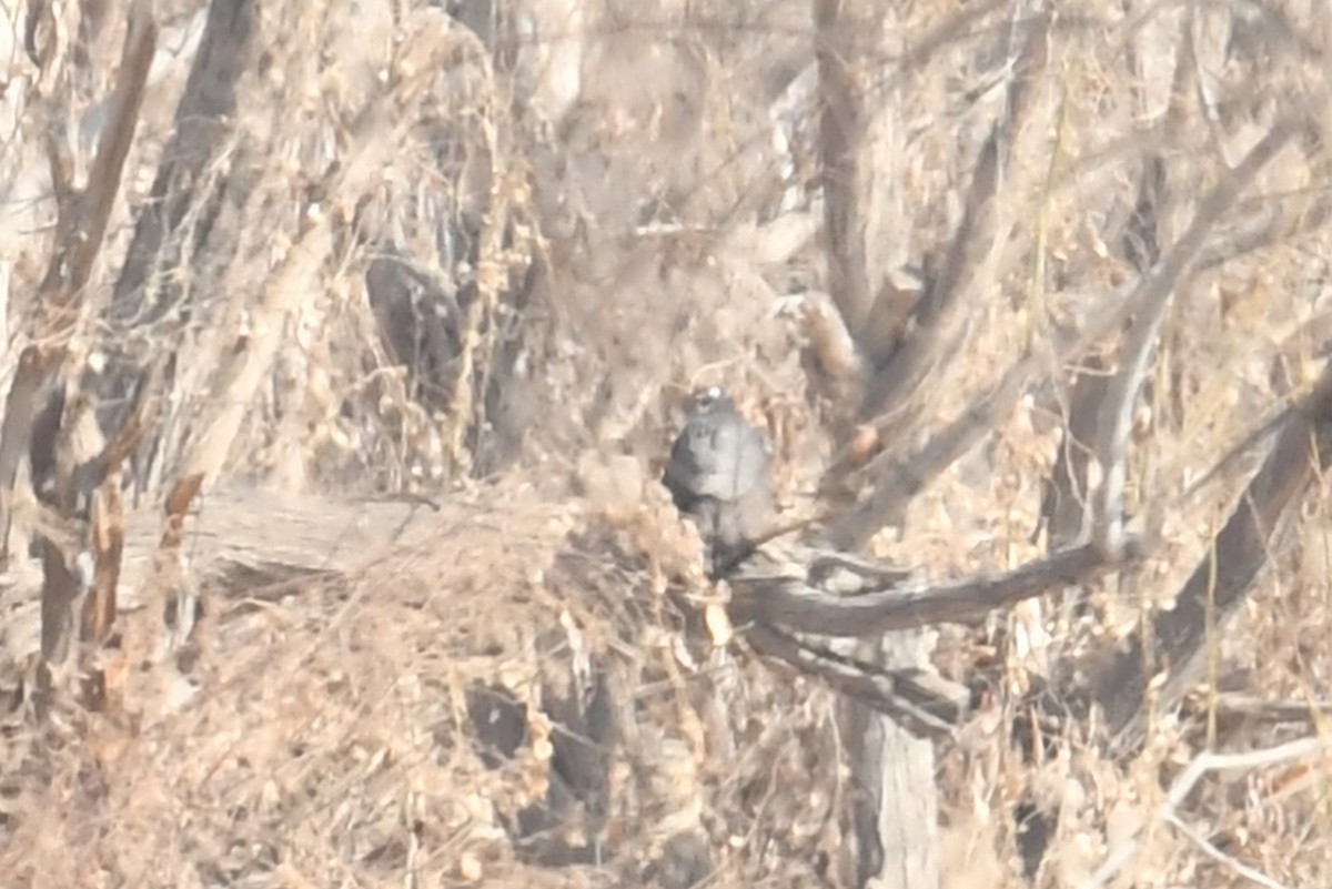 Eurasian Sparrowhawk - Qin Huang