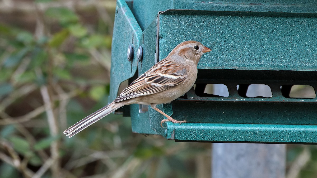 Field Sparrow - ML535396441