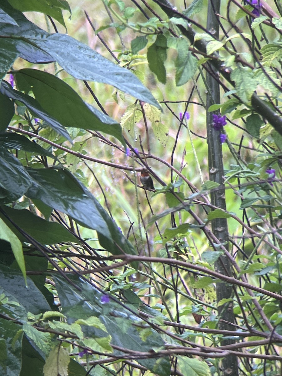 Ruby-throated Hummingbird - ML535397961