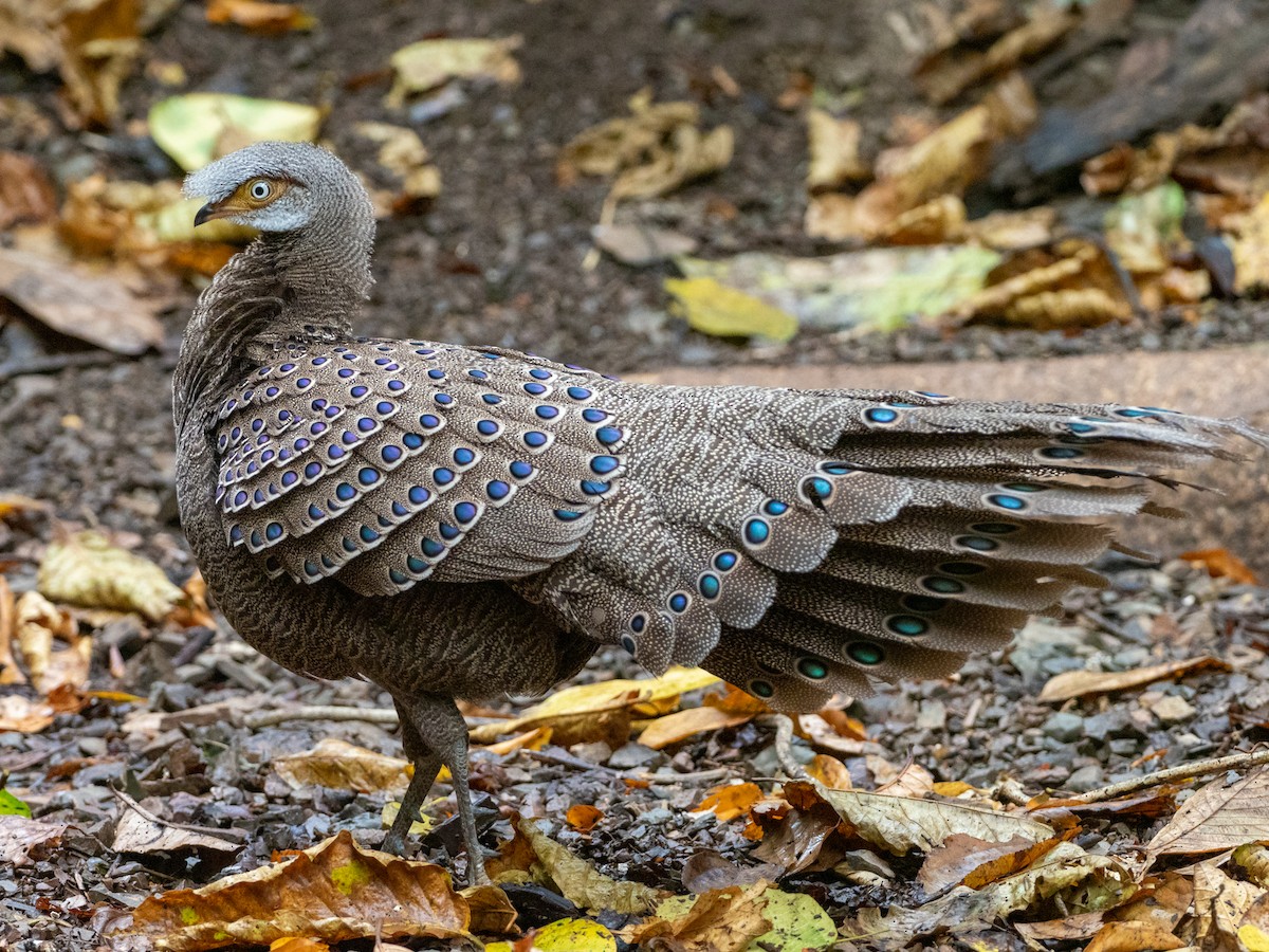 Gray Peacock-Pheasant - Mike Greenfelder