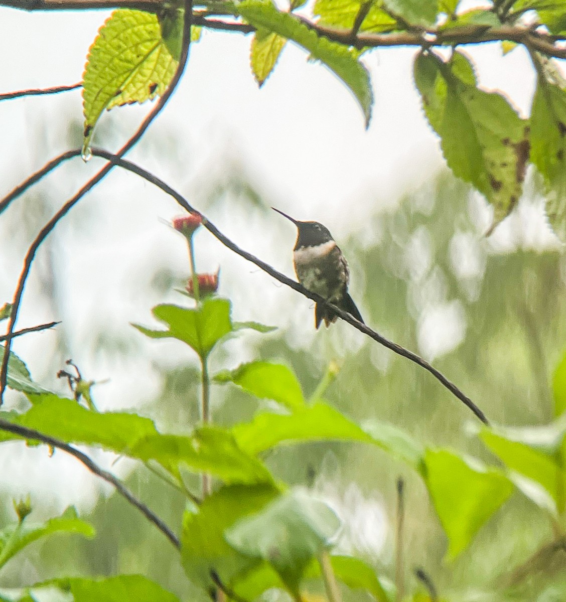 Ruby-throated Hummingbird - Rogers "Caribbean Naturalist" Morales