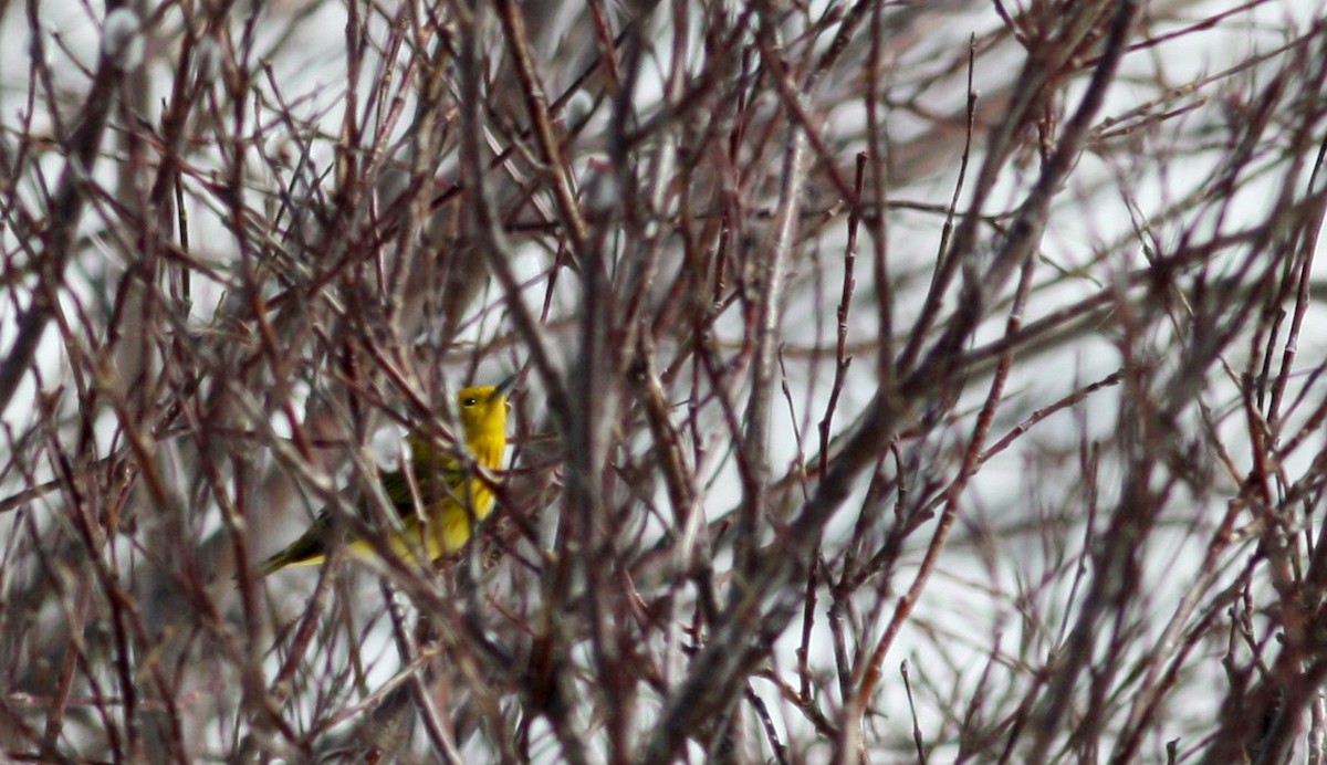 Yellow Warbler (Northern) - ML53540181