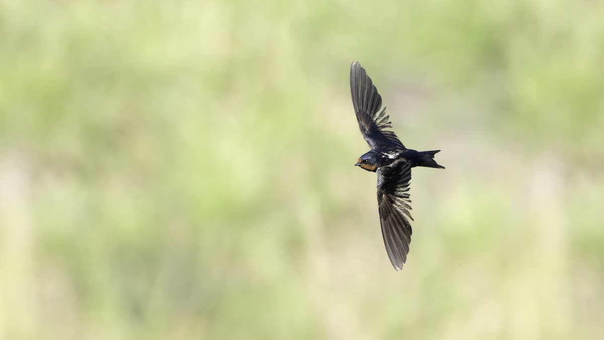 Barn Swallow (Buff-bellied) - John Clough