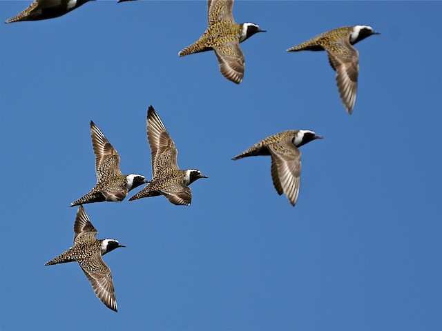 american golden plover migration map