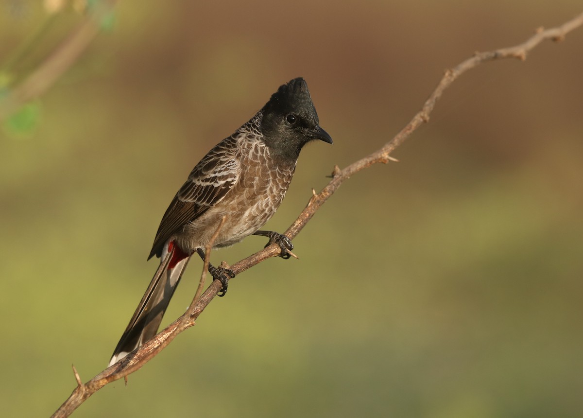 Red-vented Bulbul - ML535410181