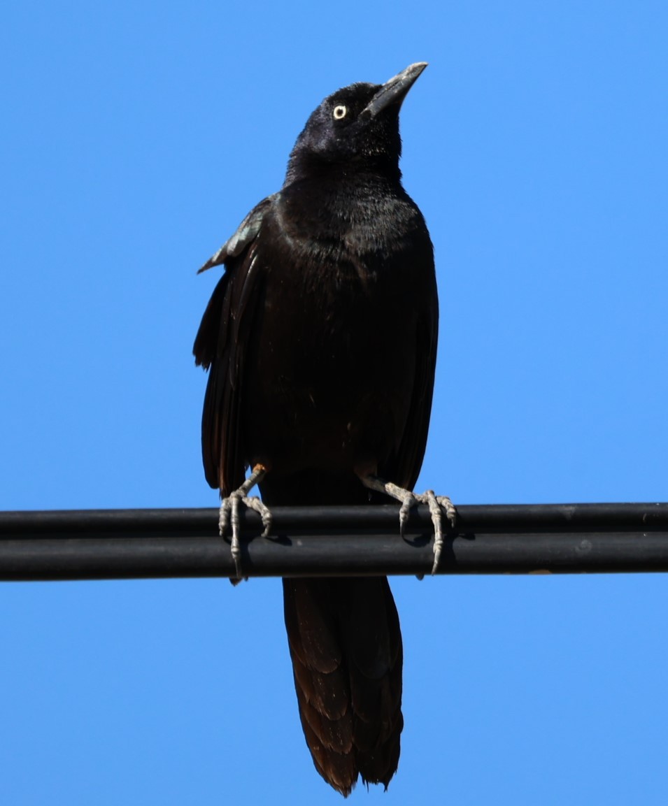 Boat-tailed Grackle - ML535412391