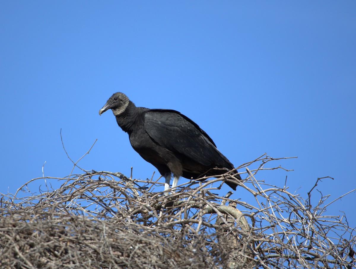 Black Vulture - ML535412471