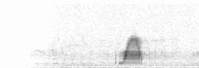  - Croaking Ground Dove