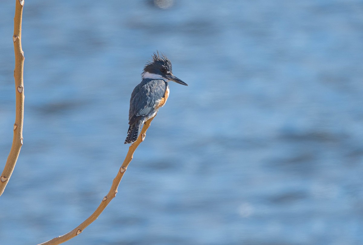 Belted Kingfisher - ML535414541