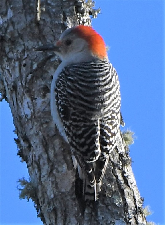 Red-bellied Woodpecker - ML535417781