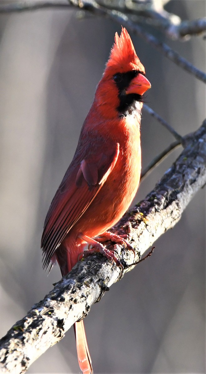 Cardinal rouge - ML535418941