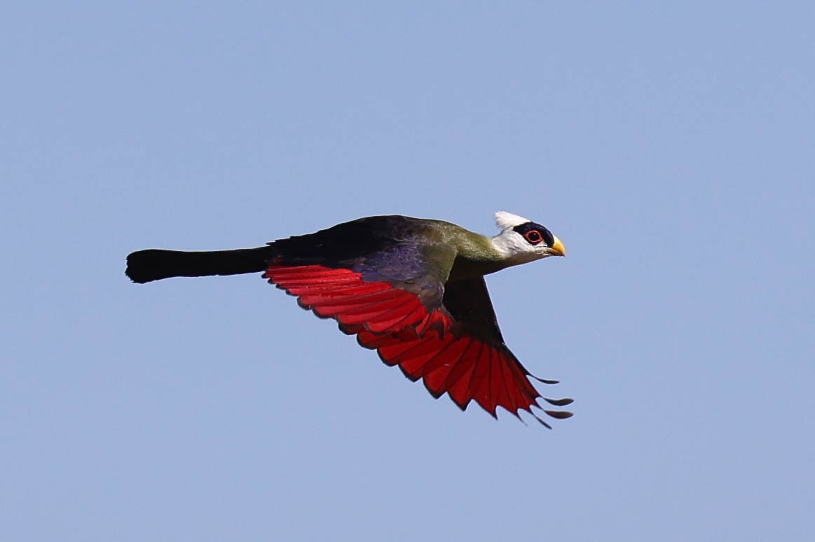 White-crested Turaco - ML535421241