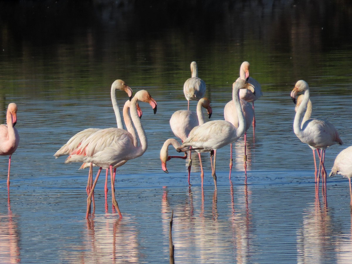 Greater Flamingo - ML535422501
